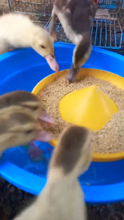 Little Duck Enjoys Swimming happy🦆🇺🇸 #duck #ducklingspro #cute #animals #funny #birds #pets
