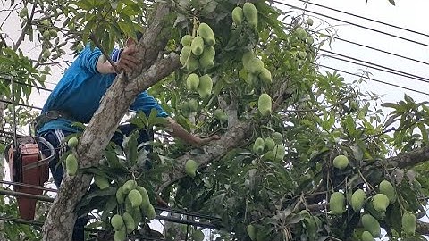 Cưa cây xoài gần nhà . Ở thoại Sơn An Giang .Cưa cây kỹ thuật cao