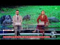 Încă o turistă, atacată de urs. Ar fi vrut să facă poză cu animalul sălbatic