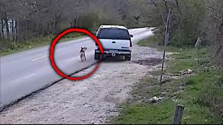 Woman Rescues Abandoned Dog From Busy Road