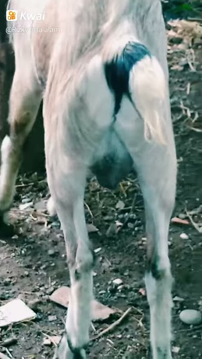 Kambing minta kawin