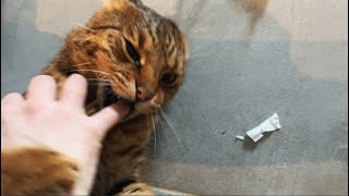 Super Cute Savannah Cat Cheetara Feeling Feisty Then Chilling 😻 #thundercats by Maggies Houz 292 views 3 months ago 1 minute, 42 seconds