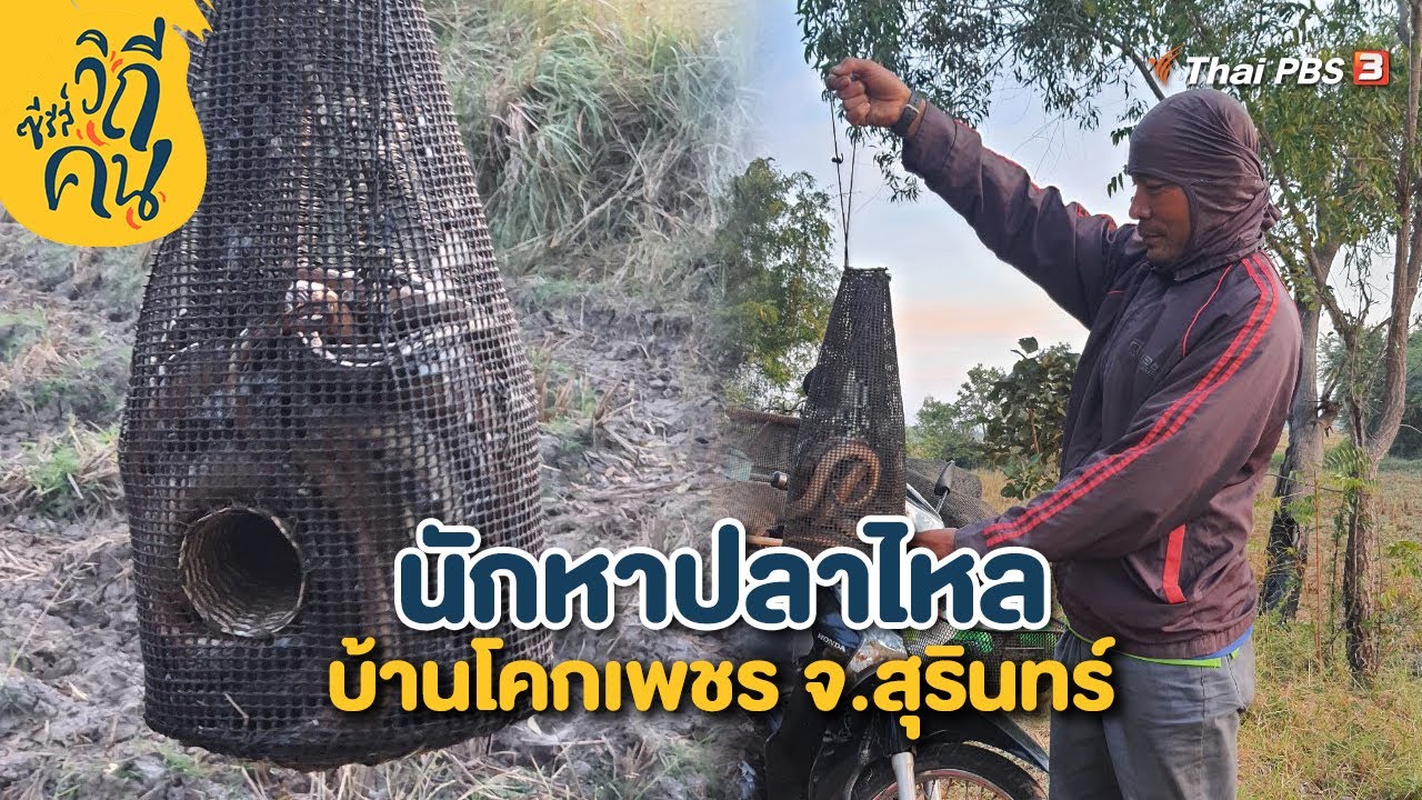 นักหาปลาไหล บ้านโคกเพชร จ.สุรินทร์ | ซีรีส์วิถีคน - YouTube