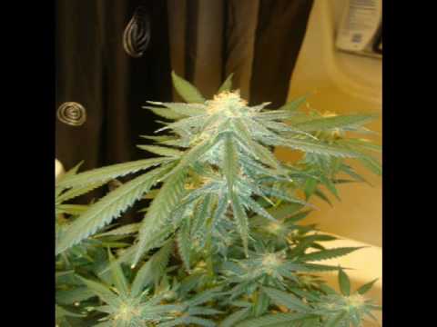 Energy saving grow. Energy saving grow.