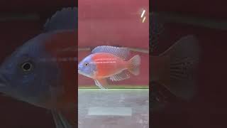 kadango chiklid #fish #ikan #ikanhias #ikanpredator #hobby #fishing #fypシ #reels #viral #aquarium