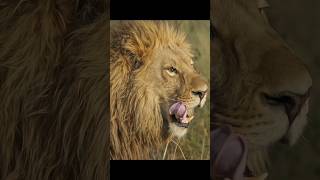 الاسد مطلعش ملك الغابة ولا حاجة #lion