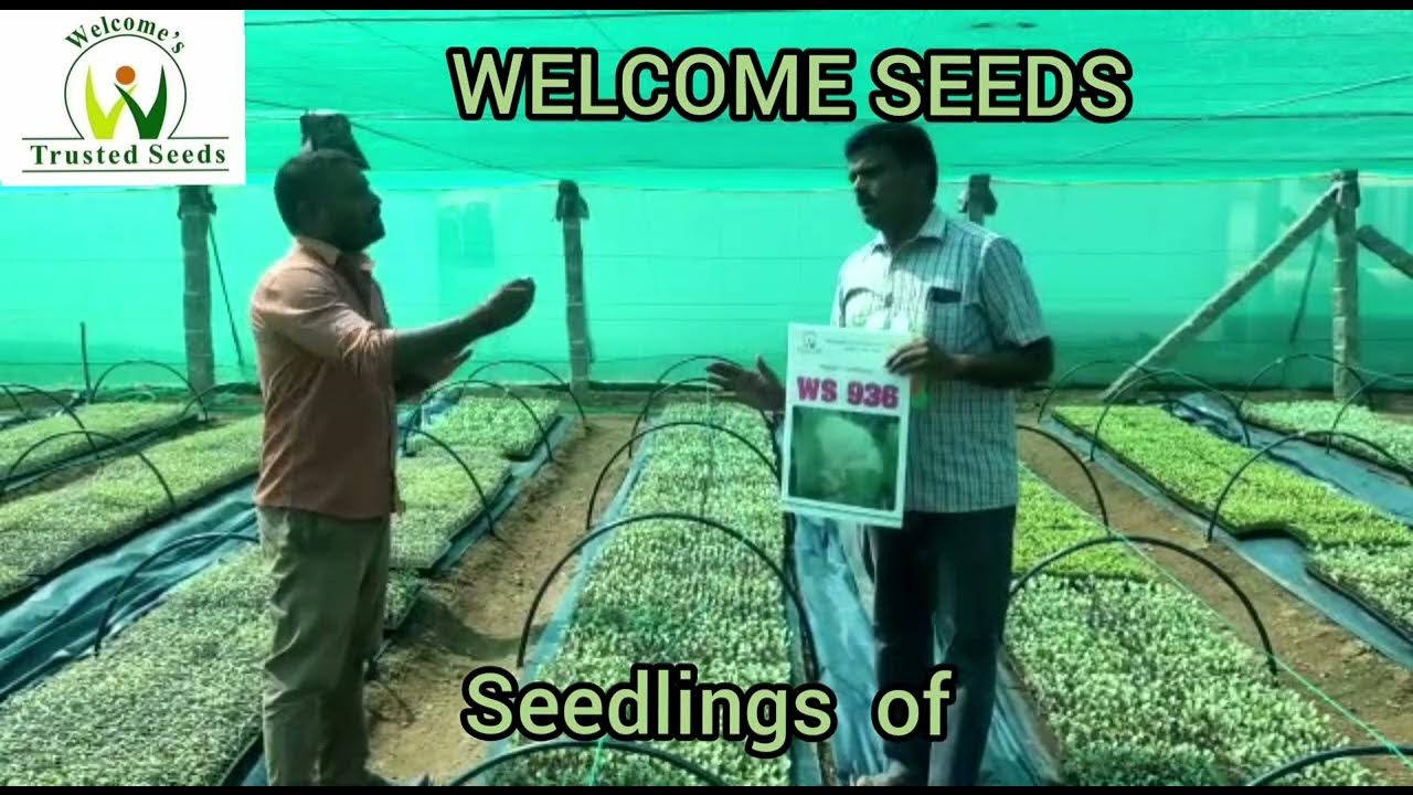 seeds Seedlings IlangovanSenthoor Nursery, Katoor, Palladam