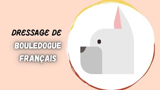 Comment Dresser Un Chiot Bouledogue Français