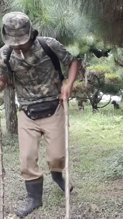 anjing pemburu bodo pun bila di latih seperti inih di jamin cepat pinter #shortvideo #melatihanjing