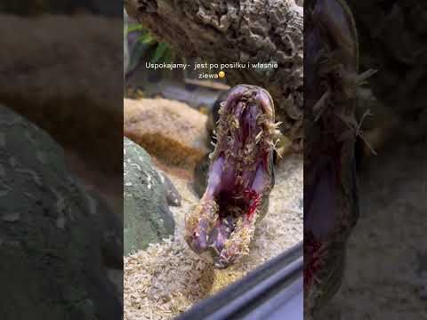Wideo: Jak Meduza zdobyła węże?