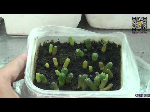 Video: Kaktus Williams lophophora: tanah air tumbuhan, penerangan, ciri penanaman, penjagaan rumah