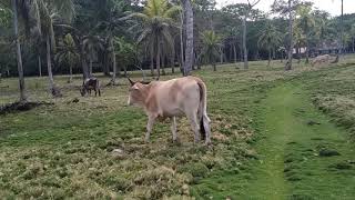 A cow at the sea