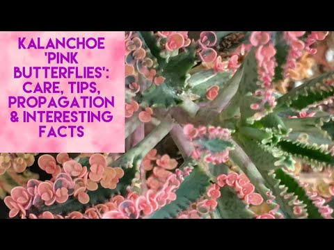 Video: Chandelier Plant Care - Paano Palaguin ang Kalanchoe Delagoensis