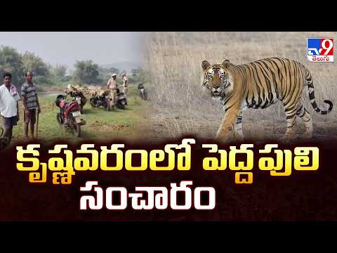 Kakinada Tiger Tension : కృష్ణవరంలో పెద్ద పులి సంచారం  - TV9 - TV9