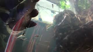 View from a walk-thru glass tube, underwater with sharks and large exotic fish.