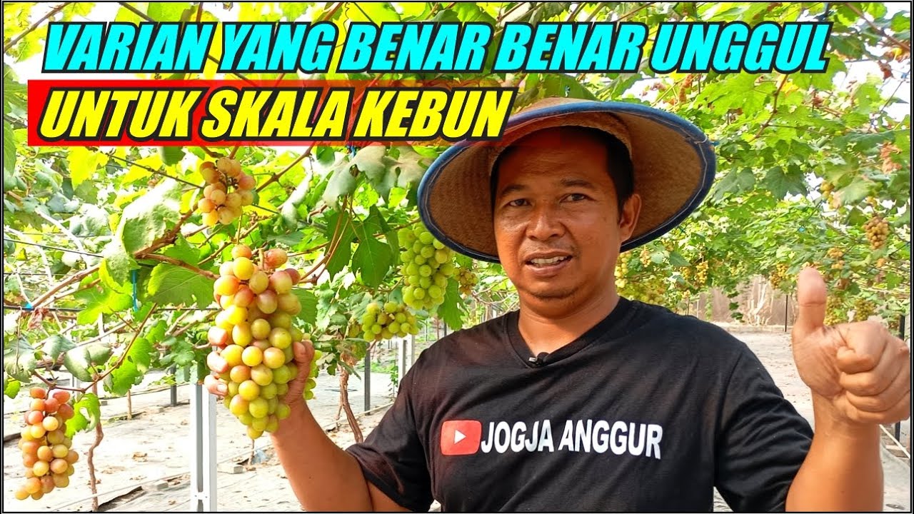 ALASAN VARIAN INI SANGAT UNGGUL UNTUK DIKEBUNKAN