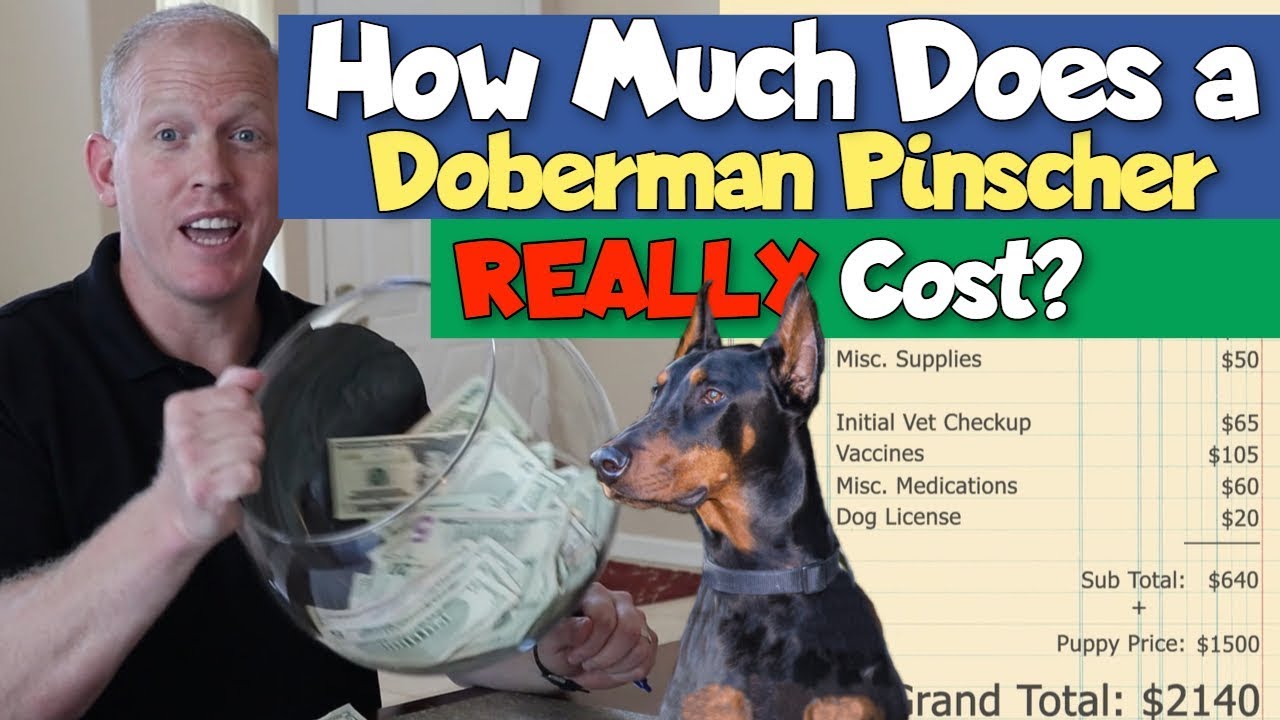 How Much Does A Doberman Cost I Burn All My Money Youtube