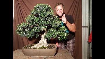 Trimming  My first Olive Bonsai, Aussie Bonsai Bloke