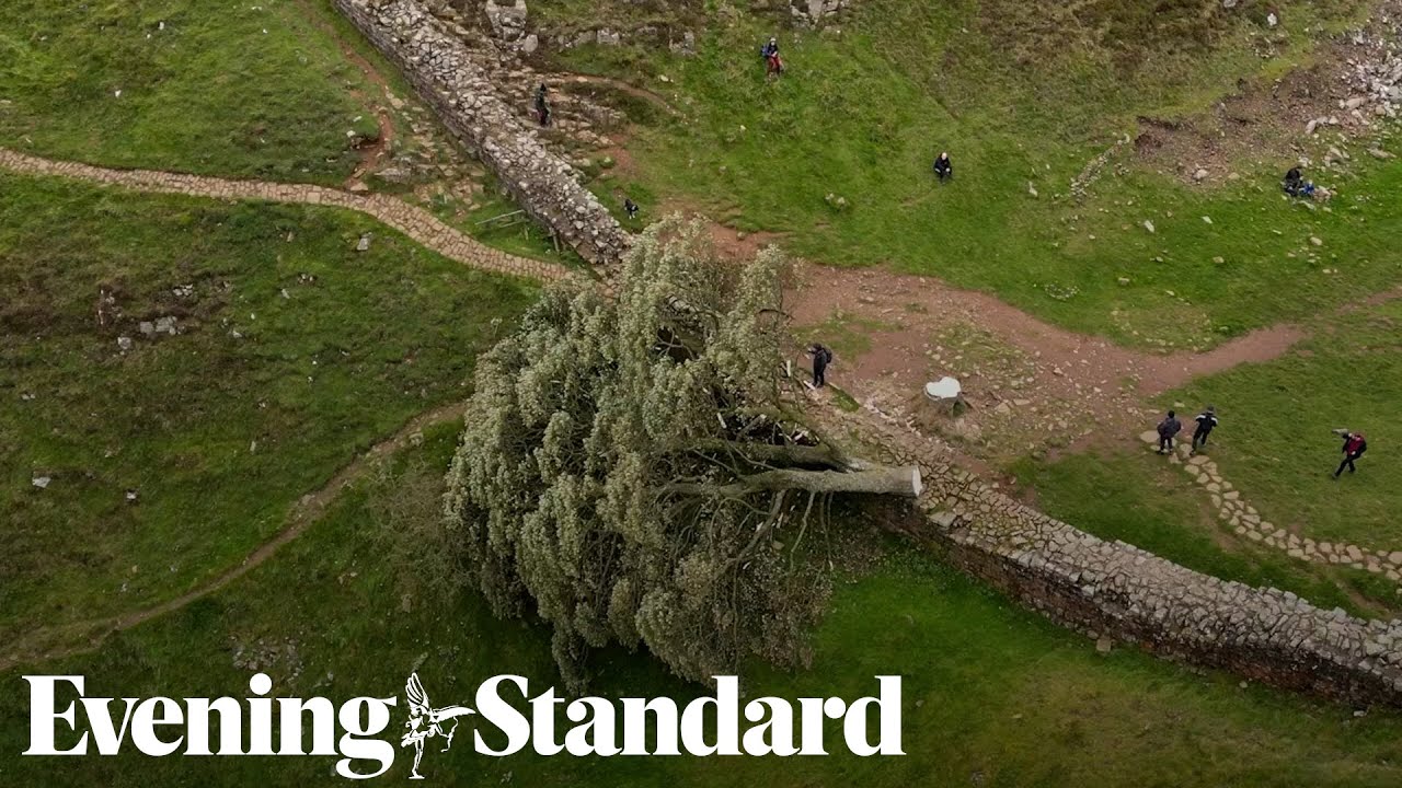 Teenage boy arrested over felling of landmark tree on Hadrian’s Wall