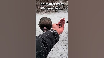 Thumbnail of Wild Turkey Happy Sounds