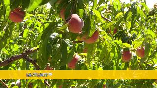 Okanagan peach season arrives early