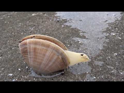 Video: Gebroken Schelpen In Reptielen - Reptiel Gebarsten Schelp