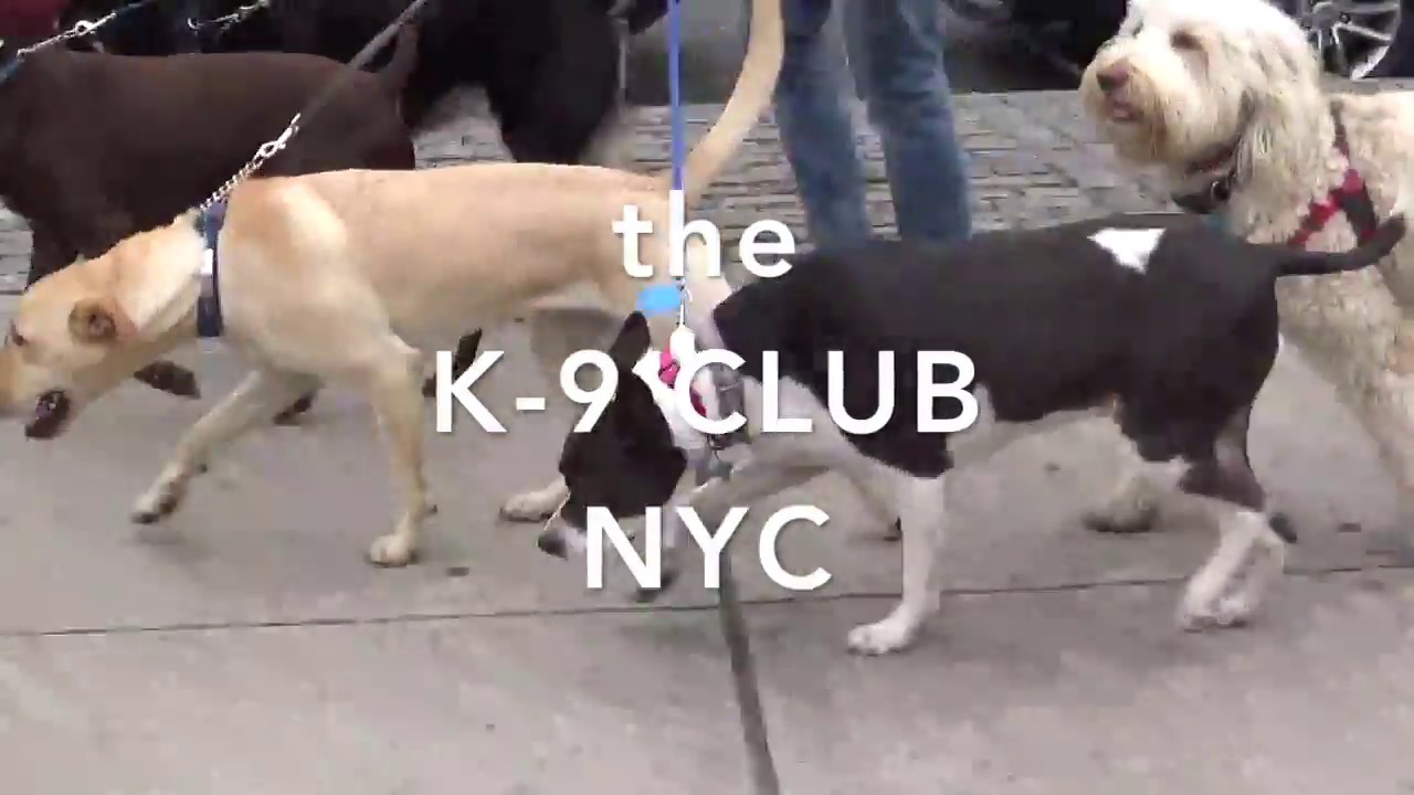 dog-walker-nyc-upper-west-side-2-hour-group-walks-the-k-9-club-youtube
