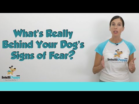 Are You Rewarding Your Dog's Fear?
