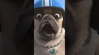 LAUNCHED 🐶 #Pug #MightyMike