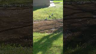 🕊️ 🐦Pigeons Looking for Mämmi in Tartu / Tuvid otsivad süüa Tartus #estonia #pigeons