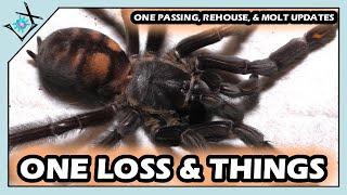 One Death REHOUSE Molt UPDATES Tarantula Work