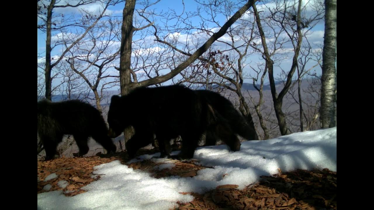 Хороший медведь видео. Бурый медведь в земле леопарда. Тайган Гималайский медведь. Медведи на Алханае.