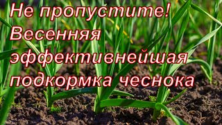 Весенняя ПОДКОРМКА ЧЕСНОКА. 2 ИНГРЕДИЕНТА ! Вы удивитесь результатом сверхурожая !