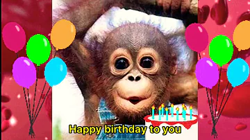 Monkey Singing Happy Birthday To You Song Funny