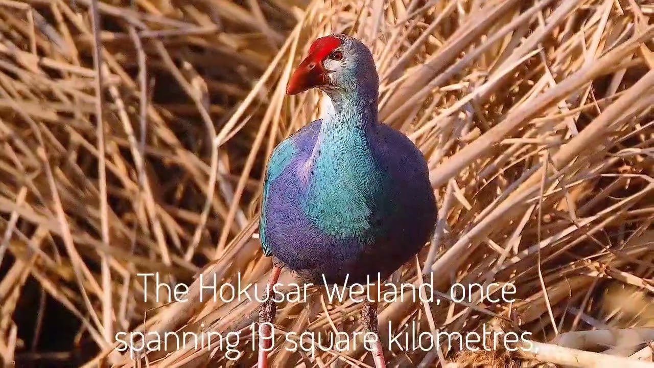 22 migratory birds that winter in Kashmir, and where to spot them