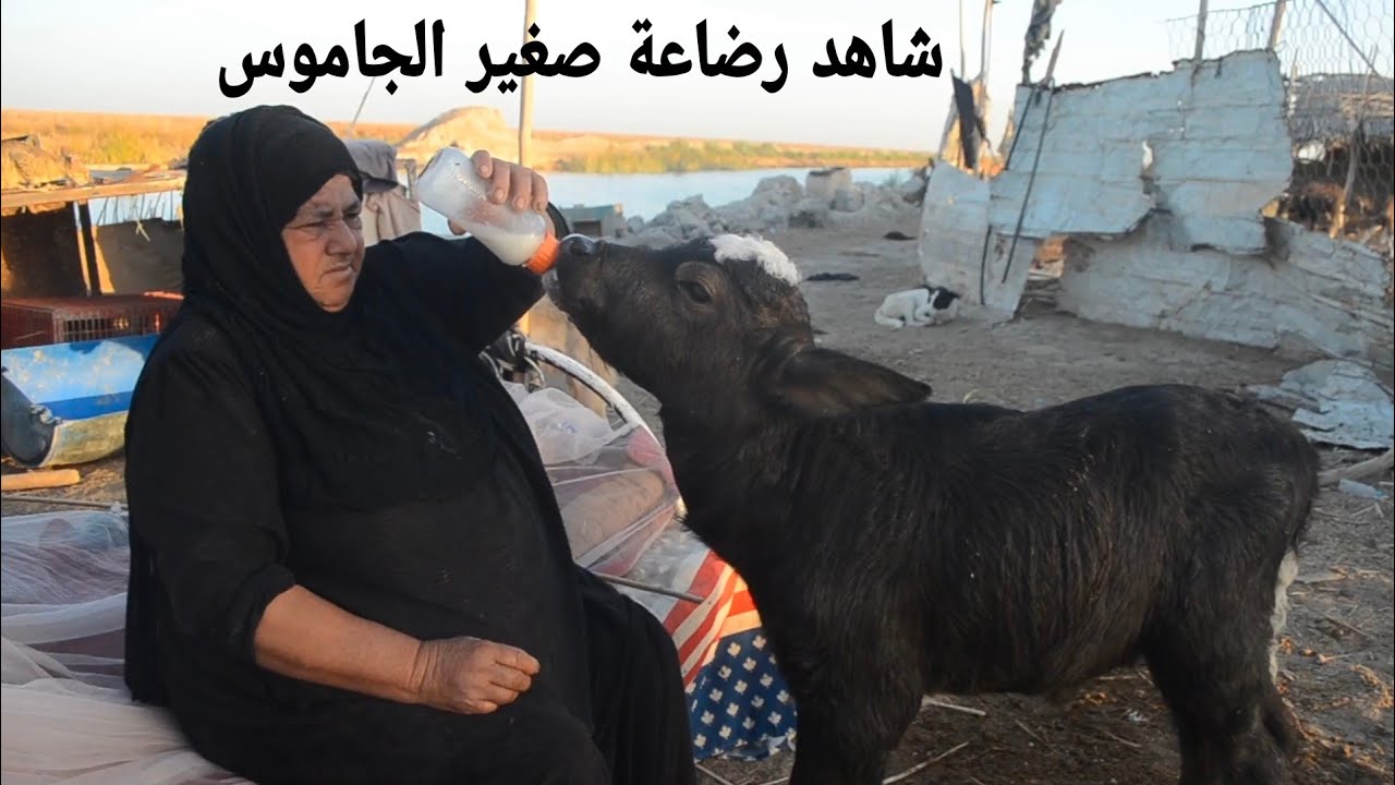 شوفوا الحجية فاطمه ترضع صغير الجاموس حليب عن طريق ممه زجاجية