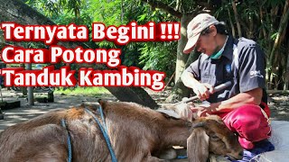 Cara Memotong Tanduk Kambing | Jasa Potong Tanduk | Oke Tips