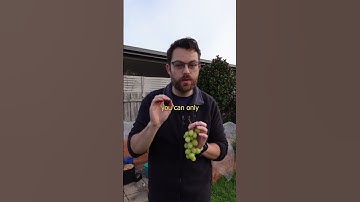 How to Grow Grapes From Cuttings. How to Propagate Grapes #vegetablegarden #grapevine #howtogarden