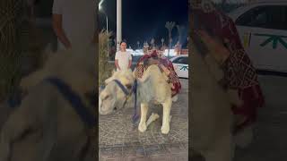 Прогулка с верблюдом 🐪😄 #египет2024 #шармельшейх