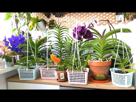 Video: Wanda Orchid: Ordentlig Pleje