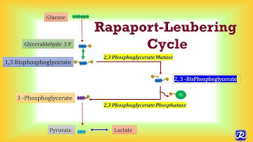 9: Rapaport-Leubering Cycle | Carbohydrate Metabolism-9 | Biochemistry | N