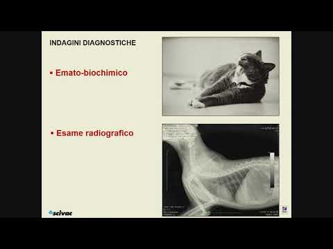 Video: Anomalie Dell'anello Vascolare Nei Gatti - Arco Aortico Destro Persistente