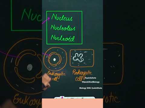 Video: Het prokariote 'n nukleolus?