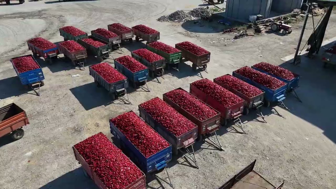 KAPYA BİBER DİYARINDAN- ÇELTİKÇİ MUSTAFAKEMALPAŞA BURSA