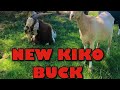 NEW KIKO BUCK | Kiko herd sire | Kiko goats