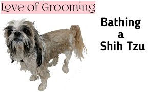 How to bathe a Shih Tzu or a Brachycephalic Breed