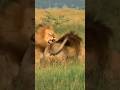 Male loin fight other loin to protect their pride #lion#shorts