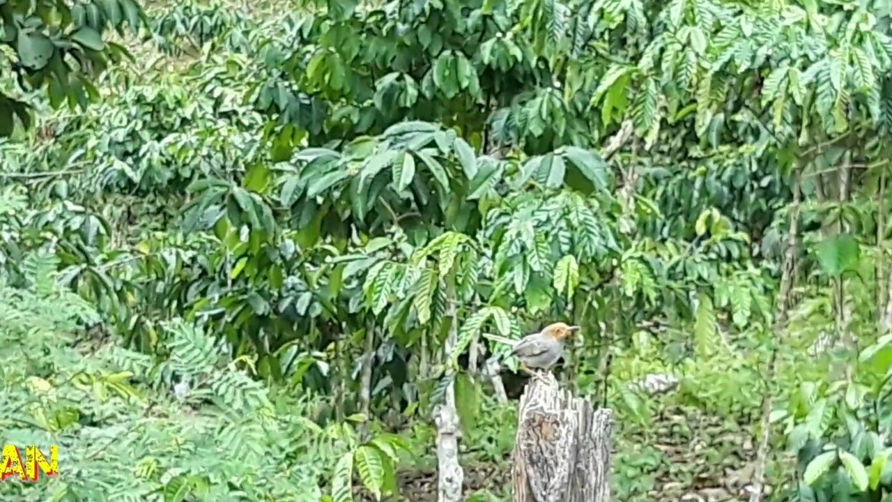 Burung perenjak kepala merah gacor suara alami 