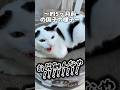 おしり触ったらブチ切れてた猫が、ついに許してくれた。🥹