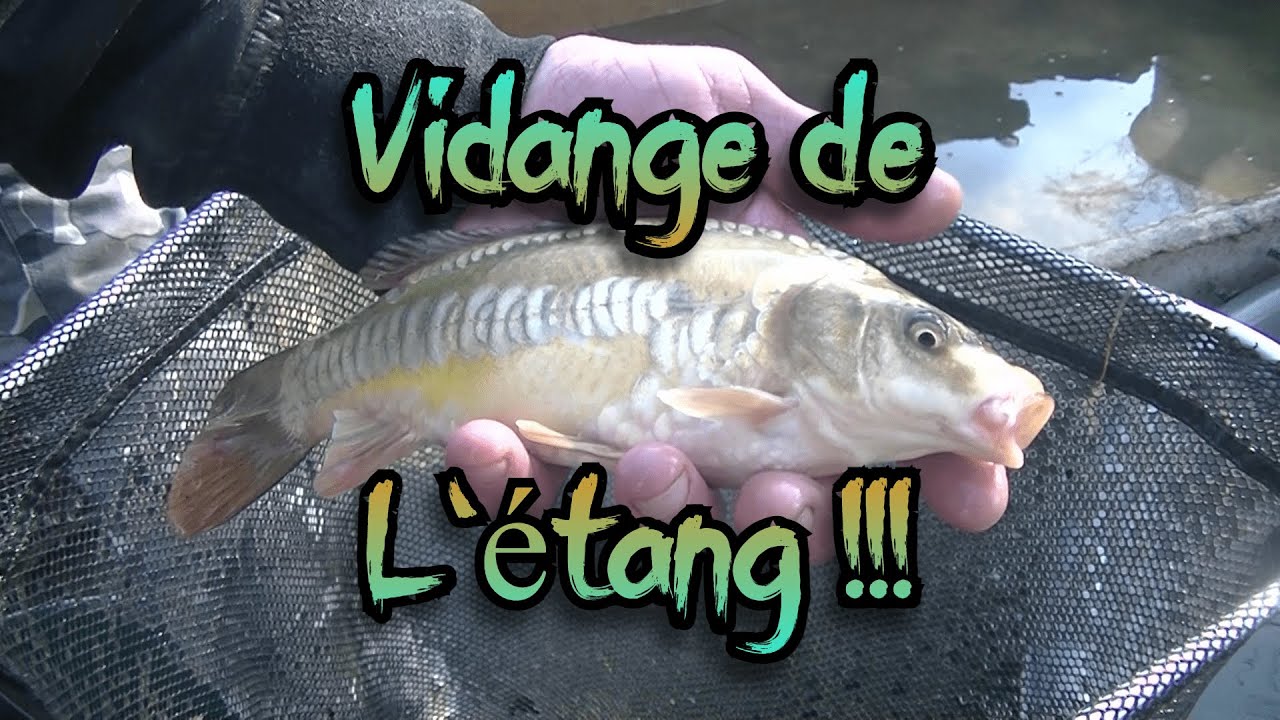 Vidange de l'étang !!!